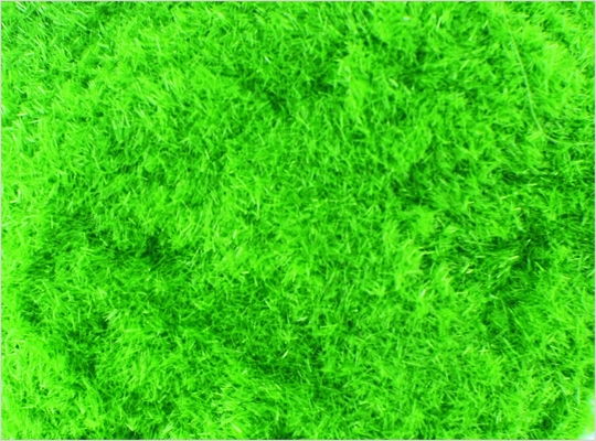 China 8# 1mm Architectural Scale Model Train Layouts Supplies Nylon Deep Green Grass Powder supplier